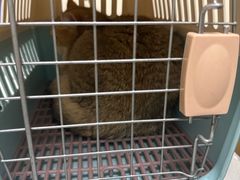 -宠颐生猫科·内科皮肤科(西平世纪城店)