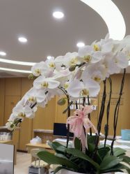 -智美品质医美