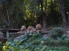 -广州长隆野生动物世界