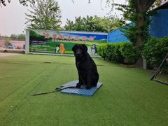 -宠物寄养训练学校