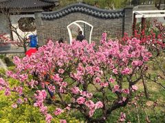 -南汇桃花村
