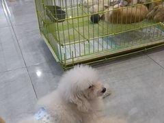 -柴犬小屋·柴餐厅·狗咖食堂(金鼎广场店)
