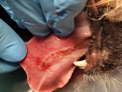 -中农国际动物医院24小时·猫科·骨科·急重症中心