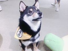 -逗柴咖啡屋·狗咖猫咖宠物桌游