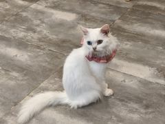 -楼上猫咖(罗湖店)