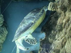 -上海海洋水族馆