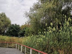 -同里国家湿地公园