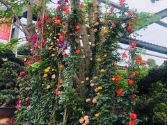 -金科花卉市场