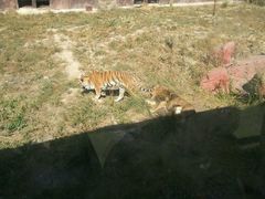 -新疆天山野生动物园