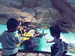 -芜湖新华联大白鲸海洋公园