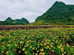 -靖西鹅泉风景区
