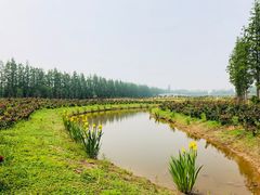 -上海长兴岛郊野公园