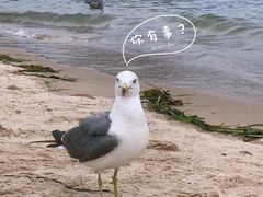 -海驴岛(荣成市)