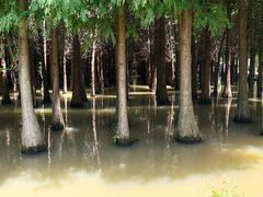 -捞渔河湿地公园