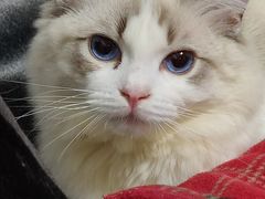 -Bastet sally猫舍购宠(静安店)