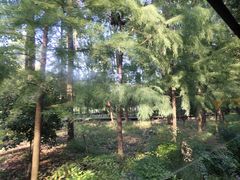 -合肥滨湖国家森林公园