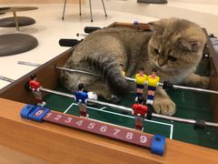 -飞行喵MR PILOT|猫舍·猫咖(静安大融城店)