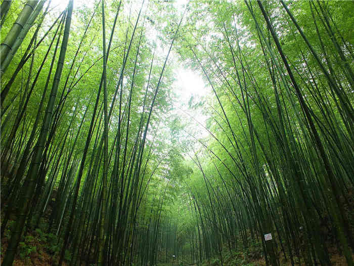 茶山竹海风景区