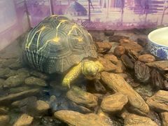 -上海大自然野生昆虫馆(东方明珠·爬宠昆虫探索中心)