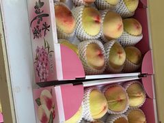 -南汇新场正宗水蜜桃采摘