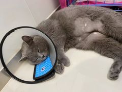 -瑞鹏宠物医院·骨科·猫科·内科(第一中心)
