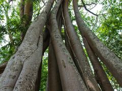 -瑞丽独树成林风景区