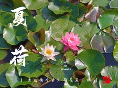 -天津水上公园