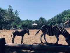 -大连森林动物园