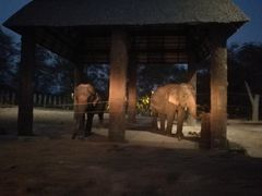 -清迈夜间动物园