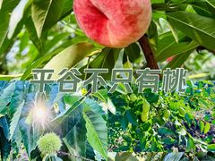-老象峰