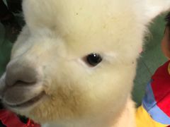 -藦茜花园宠物主题亲子互动体验馆(国顺东路店)