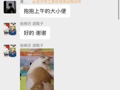 -伟伟宠物医院·瑞派猫友好医院·猫科(光谷店)