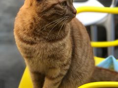 -喵屿·大理花园猫咖