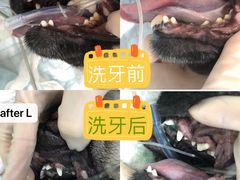 -佩兹宠物医院肿瘤专科·眼科·牙科(黄浦店)