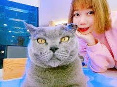 -喵园·猫主题咖啡厅·撸猫·猫咖(国贸店)