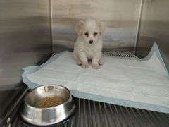 -艾贝尔宠物医院·狂犬免疫点(江山金象城店)
