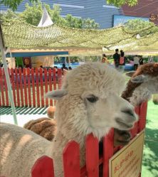 -萌宠亲子动物乐园(槐房万达店)