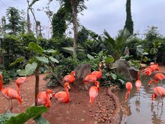-海南热带野生动植物园