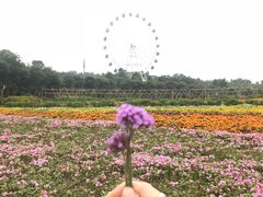 -小吊梨汤·北京菜·烤鸭(双井乐成中心店)