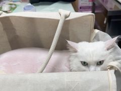 -瑞派长江宠物医院·猫科·外科·24小时夜护(谊城公寓分院)
