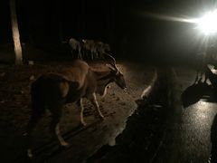 -清迈夜间动物园