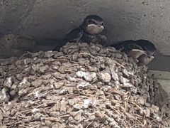 -康陵正德春饼宴26号