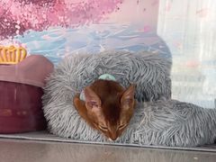 -糯米喵星人总部直营旗舰店·猫舍·幼猫出售