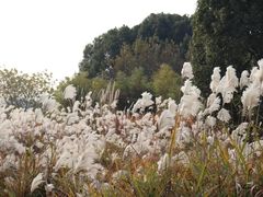 -良渚古城遗址公园