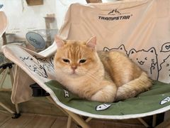 -李小姐の猫咖啡馆(五角场店)