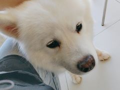 -怪兽屋·羊驼·猫咖·狗咖(俊华广场店)