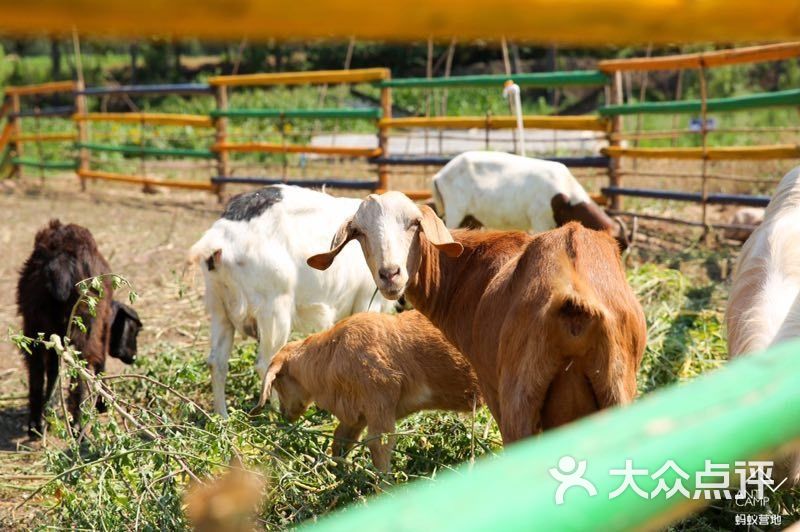 豌豆农庄