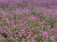 -紫海香堤香草艺术庄园