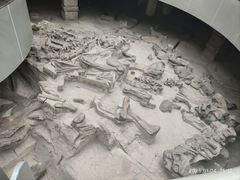 -自贡恐龙博物馆