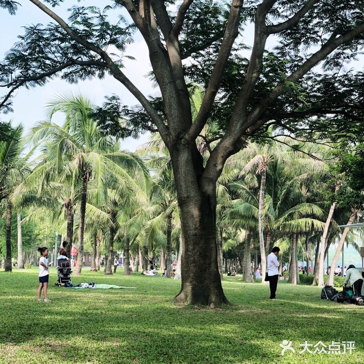 深圳旅游攻略 | 畅享惬意的红树林之旅🌴